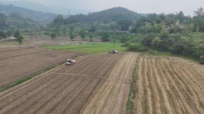 在希望的田野上｜ 黄冈：农技服务接地气 粮食丰收有保障