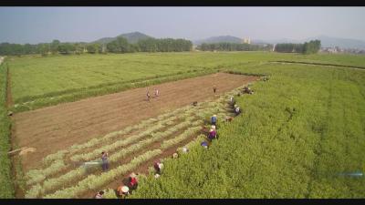 蕲春：头茬蕲艾收割忙 产业发展动力强