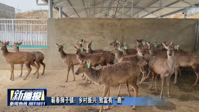 蕲春狮子镇：乡村振兴  致富有“鹿”