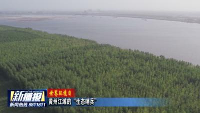 世界环境日｜黄州江滩的“生态哨兵”