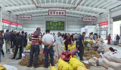 科技之光照亮茯苓天麻致富路——记科技特派员李丰