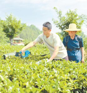 一台采茶机背后的产业突围战