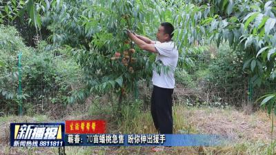 生活帮帮帮｜蕲春：70亩蟠桃急售 盼你伸出援手