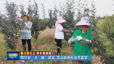 聚力建支点 返乡创业时｜ 明守安：点“椒”成金 荒山岗地长出共富梦