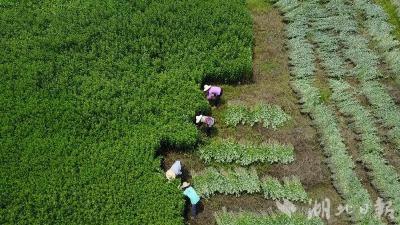 无人机施肥 专业设备烘干——蕲春蕲艾生产迈向全程机械化