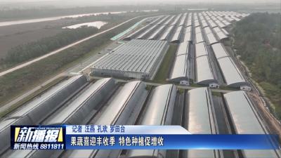 果蔬喜迎丰收季 特色种植促增收
