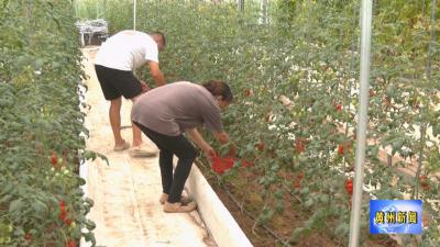 黄州区：果蔬喜迎丰收季 特色种植促增收