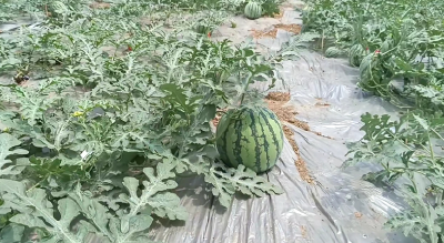 三茬轮作 一地多收 上新集镇富西村特色种植强村富民