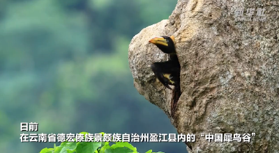 云南盈江今年首只双角犀鸟宝宝顺利出巢