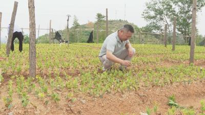 聚力建支点 返乡创业时｜周利：变荒山为“绿色银行” 为乡村致富“加满油”