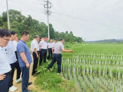 在田水稻应对近期高温干旱天气田间管理意见