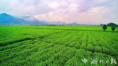 从艾灸受益者到艾灸产业推动者，创业者周叶——  “蕲艾改变了我的生活”