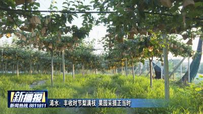 浠水：丰收时节梨满枝 果园采摘正当时