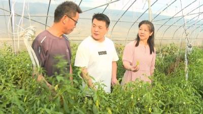 高温闷棚育良田 迎得秋后绿满园——我市实施蔬菜大棚绿色防控技术大战“三伏”天