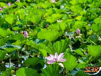 图集丨荆州崇湖湿地荷花盛放