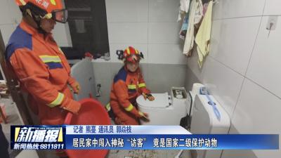居民家中闯入神秘“访客”竟是国家二级保护动物