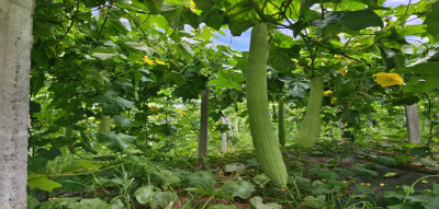 丝瓜藤蔓挂满“金”，田间地头见作风！