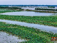 图集丨荆州崇湖湿地荷花盛放