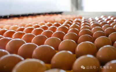 “鸡住高楼”效益增  “155模式”助推团风蛋鸡产业迎风而上