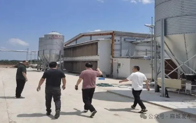 麻城市为蛋鸡产业破局赋能