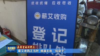 在希望的田野上丨 蕲艾收购正当时 撑满丰收“钱袋子”