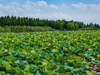 图集丨荆州崇湖湿地荷花盛放