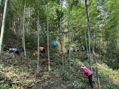 罗田林下经济：富民增收的“绿色银行”