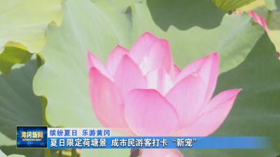 缤纷夏日 乐游黄冈丨 夏日限定荷塘景 成市民游客打卡“新宠”