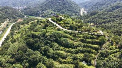 经济微观察 发展惠民生｜ 罗田：板栗“抢鲜”上市 原生态山货“云”上卖