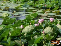 图集丨荆州崇湖湿地荷花盛放
