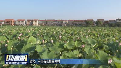 武穴：千亩荷花醉美乡村