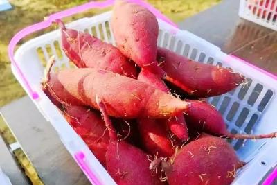 夫子河镇小红薯成增收“金疙瘩”