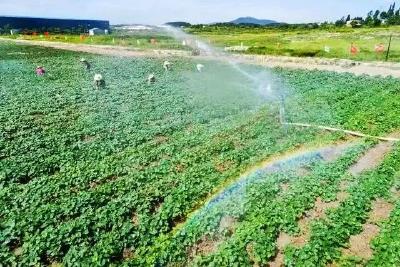 年产值三千万！红安苕借力科技腾飞：周虎团队151种专用粉“链”接大市场 