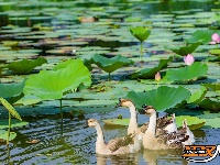 图集丨荆州崇湖湿地荷花盛放