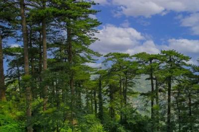 湖北2025年生态碳汇量达4614万吨