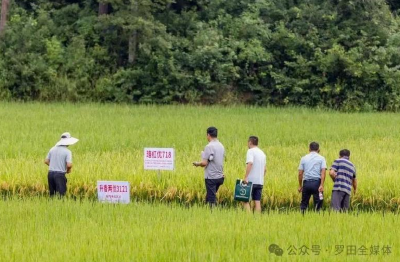 聚焦种质创新与国际合作 罗田助红莲型杂交水稻进军国际市场
