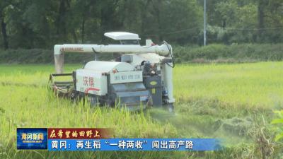 在希望的田野上｜ 黄冈：再生稻“一种两收”闯出高产路