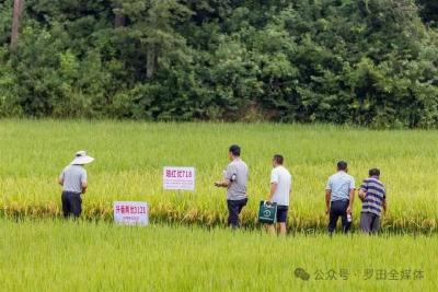 2025年红莲型杂交水稻良繁基地建设暨国际合作推进会在罗田举行