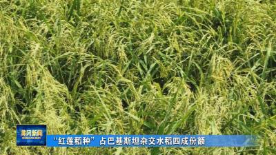 “红莲稻种”占巴基斯坦杂交水稻四成份额