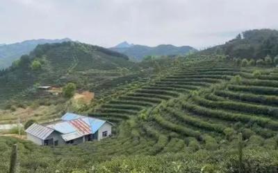 集体收益实现大幅增长 浠水清理“三资”唤醒“沉睡”茶园