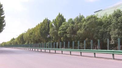 麻城：不办升学宴 认养一棵树