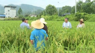罗田农商行助退役军人圆梦  “粮草”进麻田 老兵笑开颜