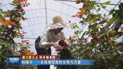 聚力建支点 回乡创业时｜ 杨锦芬：一朵玫瑰绽放的乡愁与力量