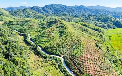 英山“田间工坊”铺就群众家门口“共富路”