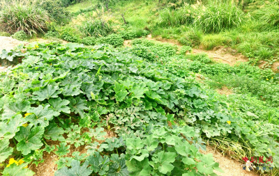 罗田一份检察建议搬走两处“垃圾山”