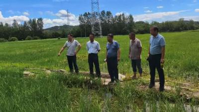 团风县严把关口确保水稻奖补资金精准落地