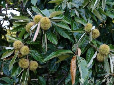 罗田开展板栗春管促丰产提质