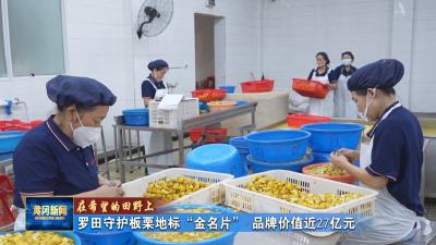 在希望的田野上丨 罗田守护板栗地标“金名片” 品牌价值近27亿元