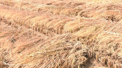 水稻大县“秸”尽所能  沙洋4万吨稻草远销北方固沙