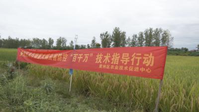 黄州区举办水稻新品种“看禾选种”现场观摩活动